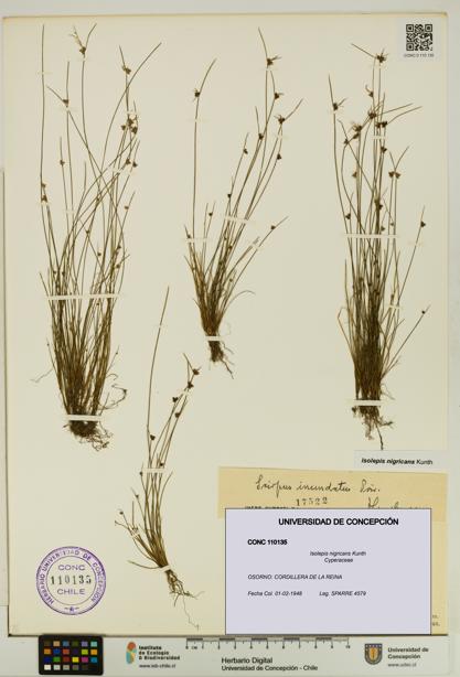 Isolepis nigricans [Espécimen: UDEC:CONC:0110135]