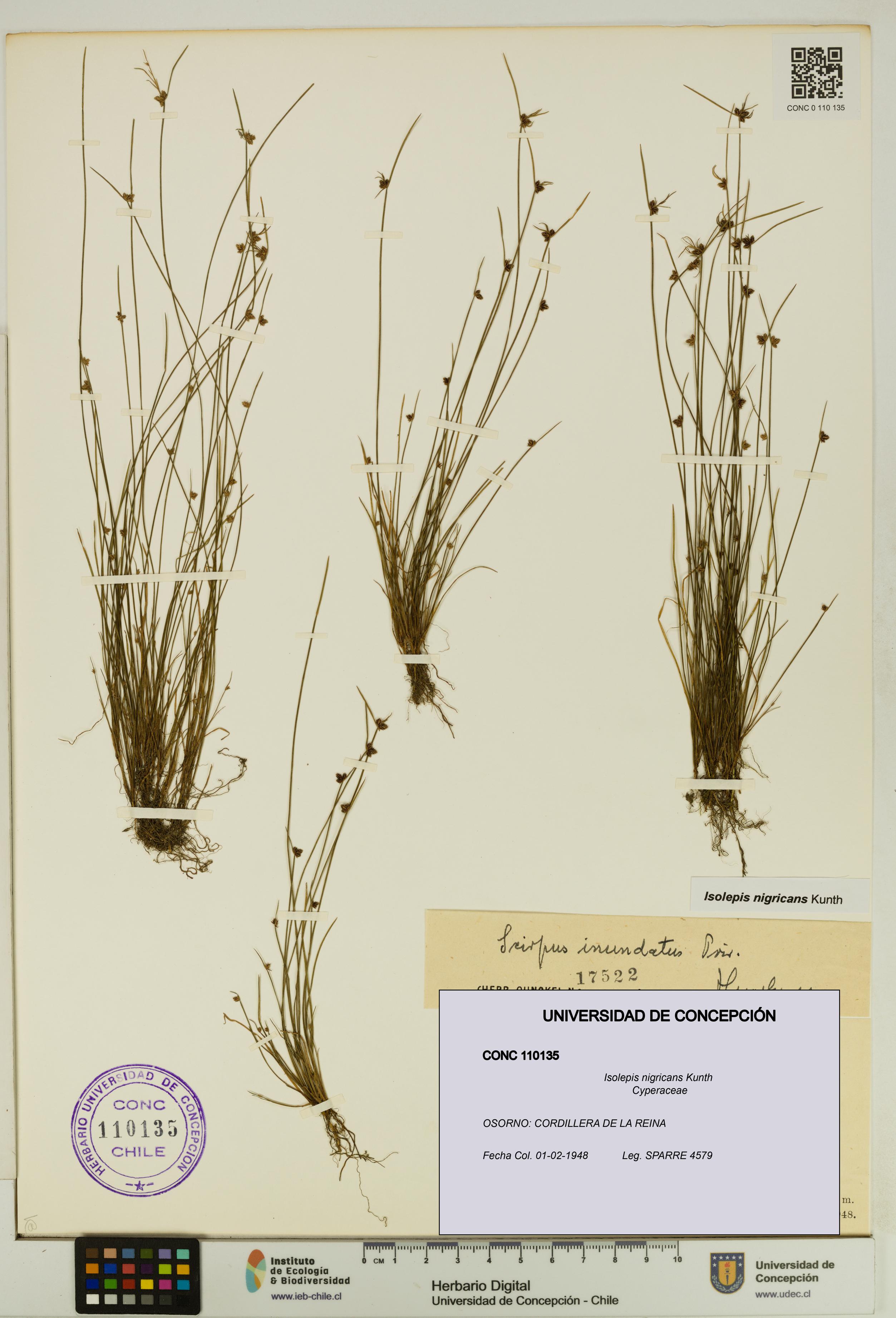 Isolepis nigricans [Espécimen: UDEC:CONC:0110135]