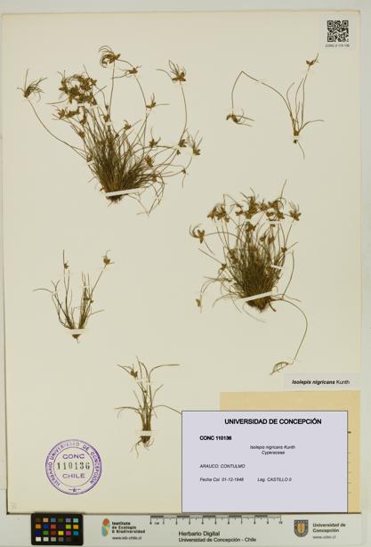 Isolepis nigricans [Espécimen: UDEC:CONC:0110136]