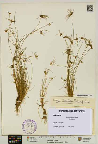 Isolepis nigricans [Espécimen: UDEC:CONC:0110138]