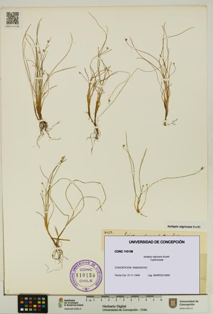 Isolepis nigricans [Espécimen: UDEC:CONC:0110139]