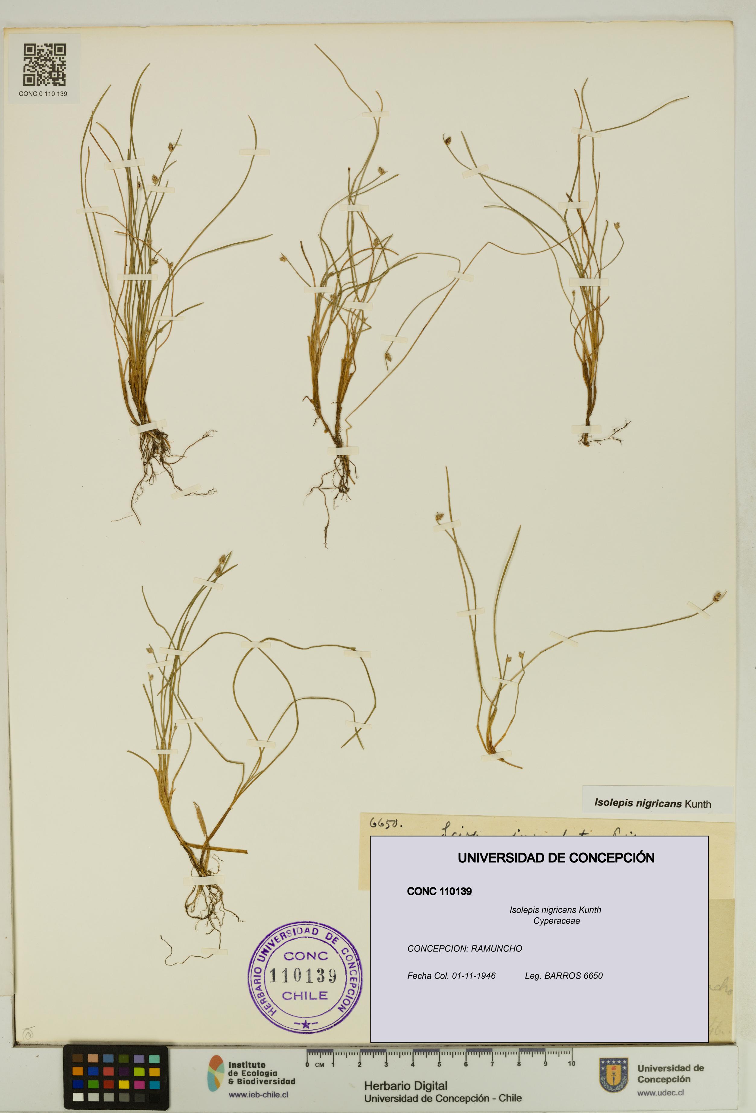 Isolepis nigricans [Espécimen: UDEC:CONC:0110139]