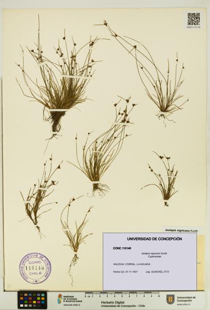 Isolepis nigricans [Espécimen: UDEC:CONC:0110140]