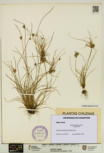 Isolepis nigricans [Espécimen: UDEC:CONC:0110142]