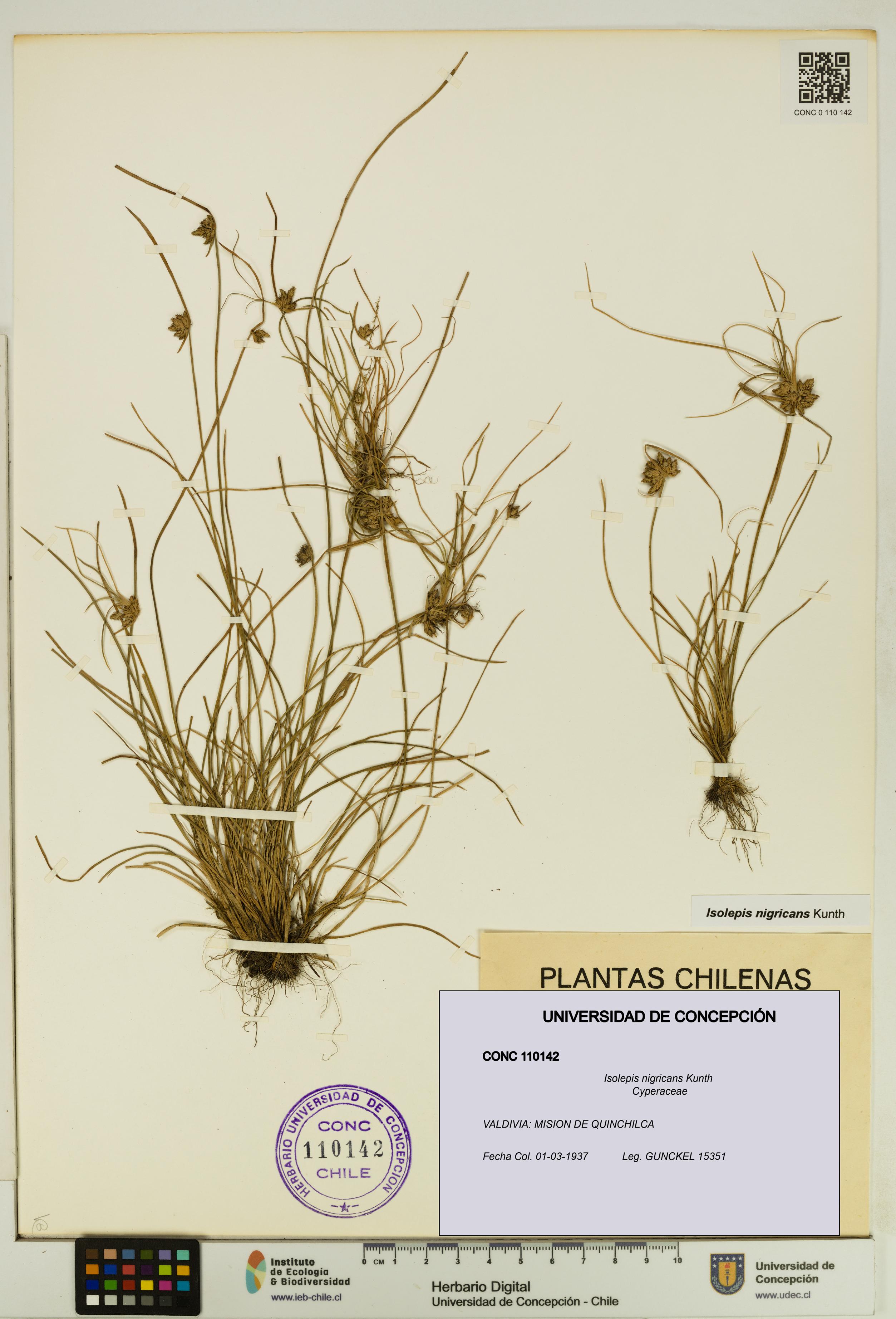 Isolepis nigricans [Espécimen: UDEC:CONC:0110142]