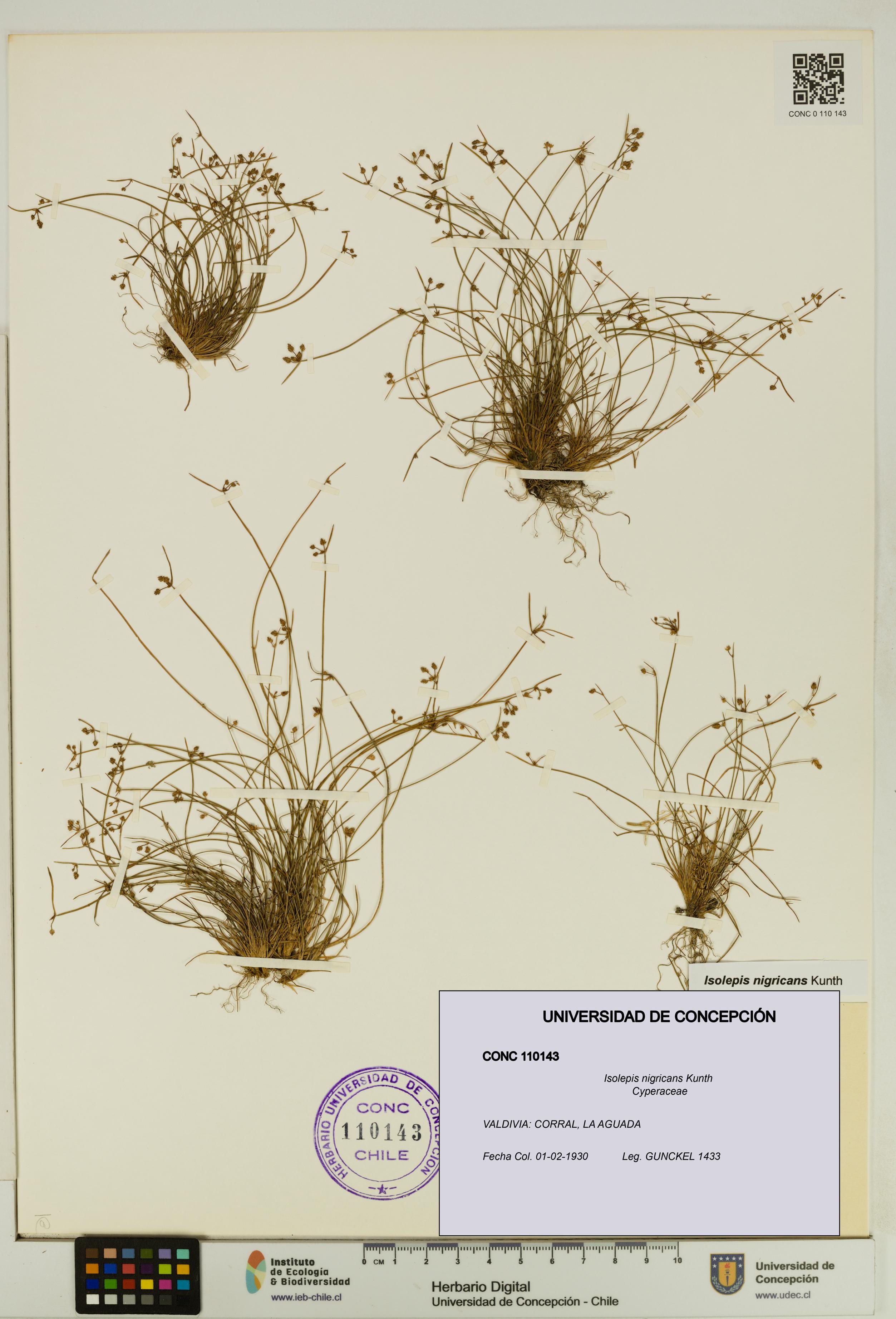 Isolepis nigricans [Espécimen: UDEC:CONC:0110143]