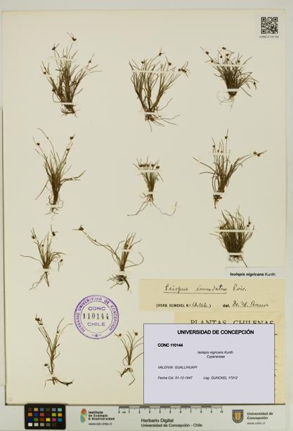 Isolepis nigricans [Espécimen: UDEC:CONC:0110144]