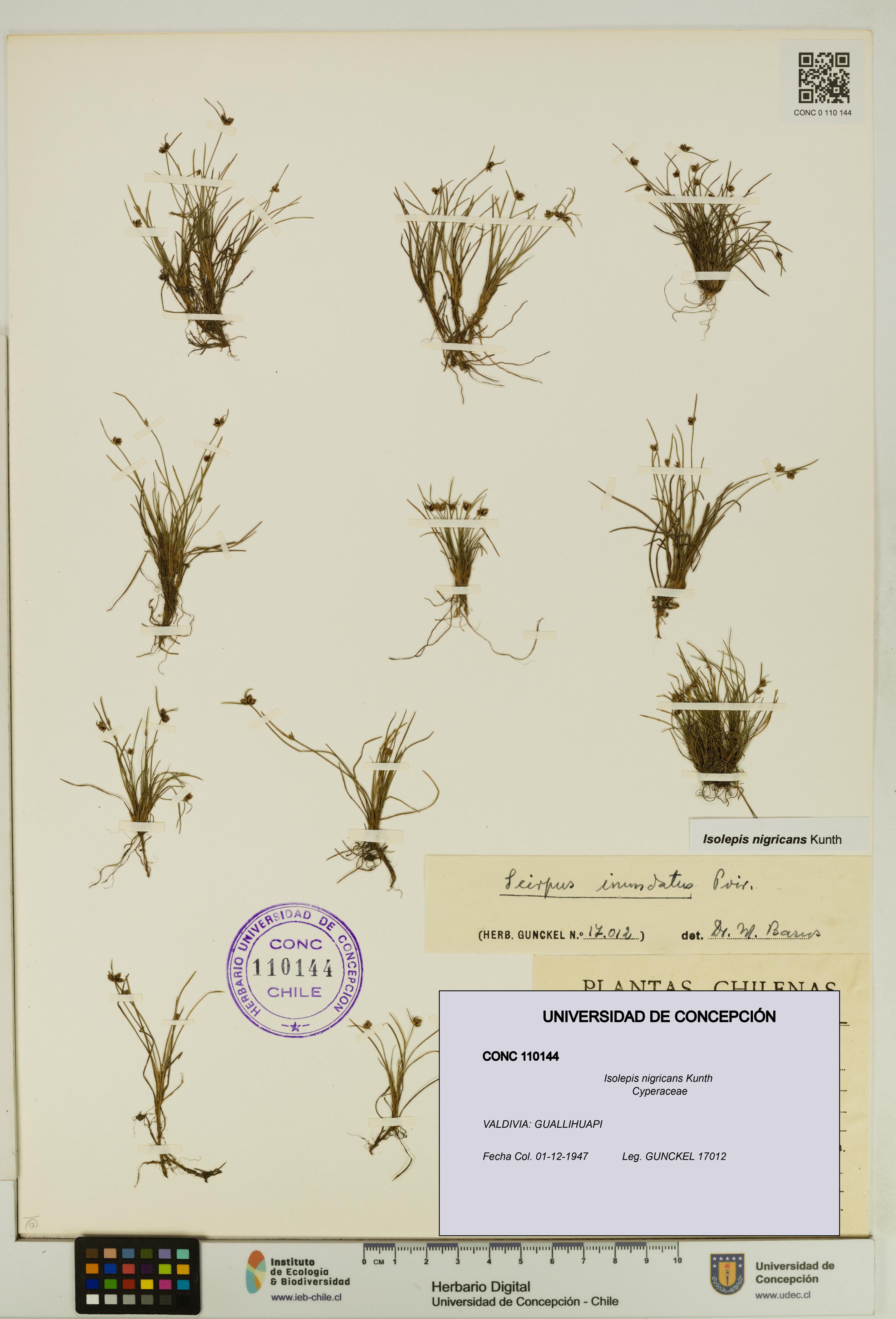 Isolepis nigricans [Espécimen: UDEC:CONC:0110144]