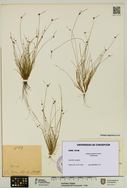 Isolepis nigricans [Espécimen: UDEC:CONC:0110146]