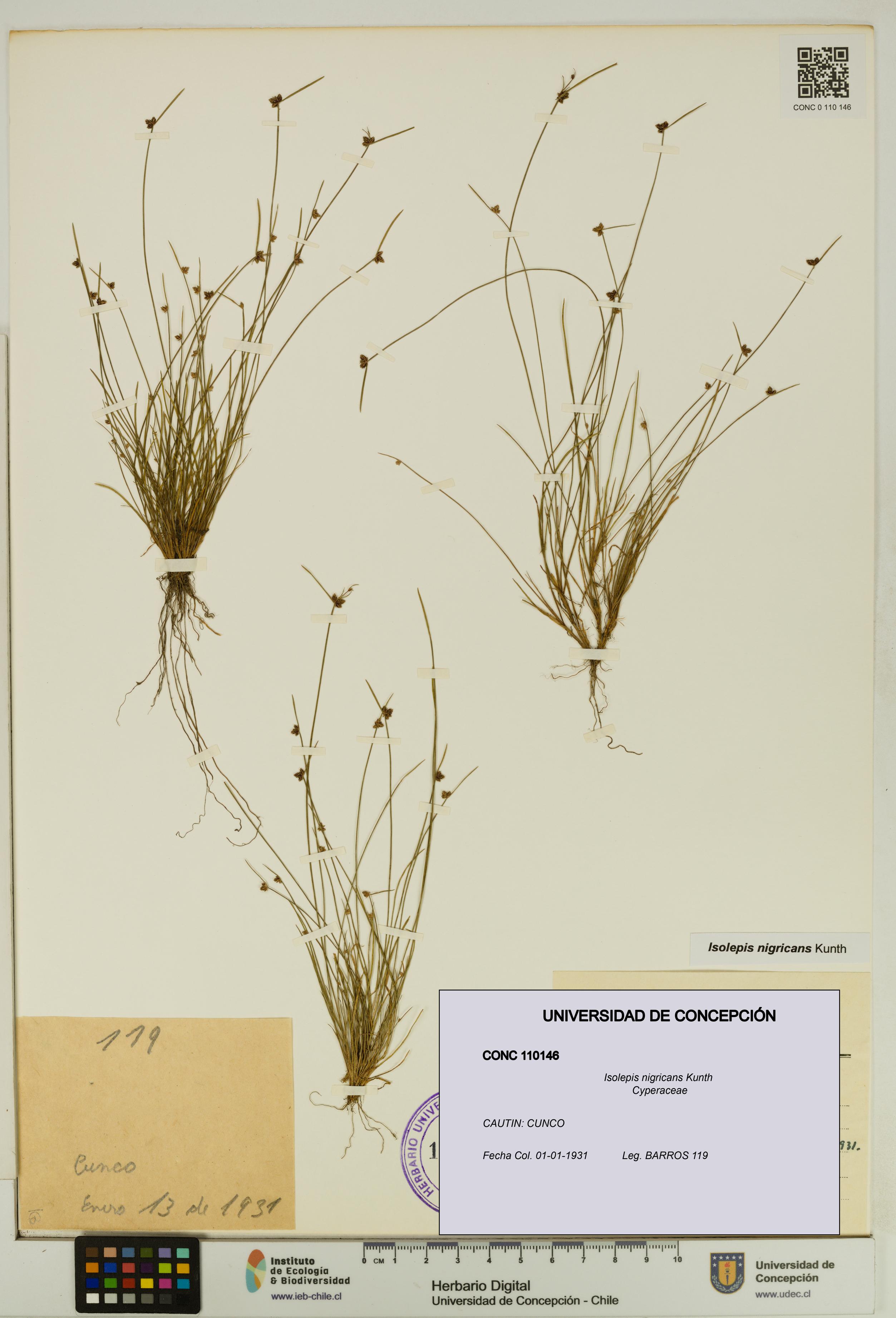 Isolepis nigricans [Espécimen: UDEC:CONC:0110146]