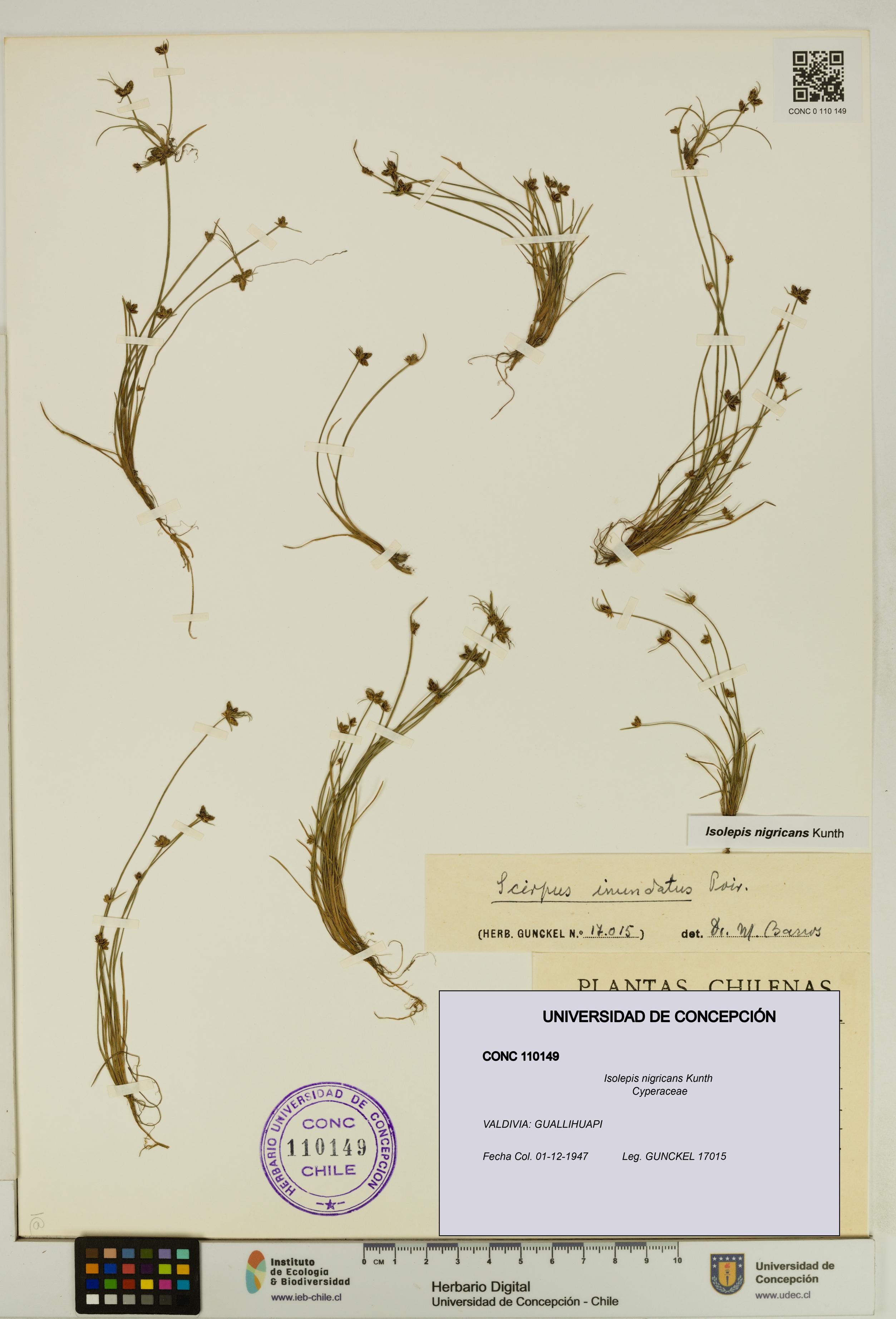 Isolepis nigricans [Espécimen: UDEC:CONC:0110149]