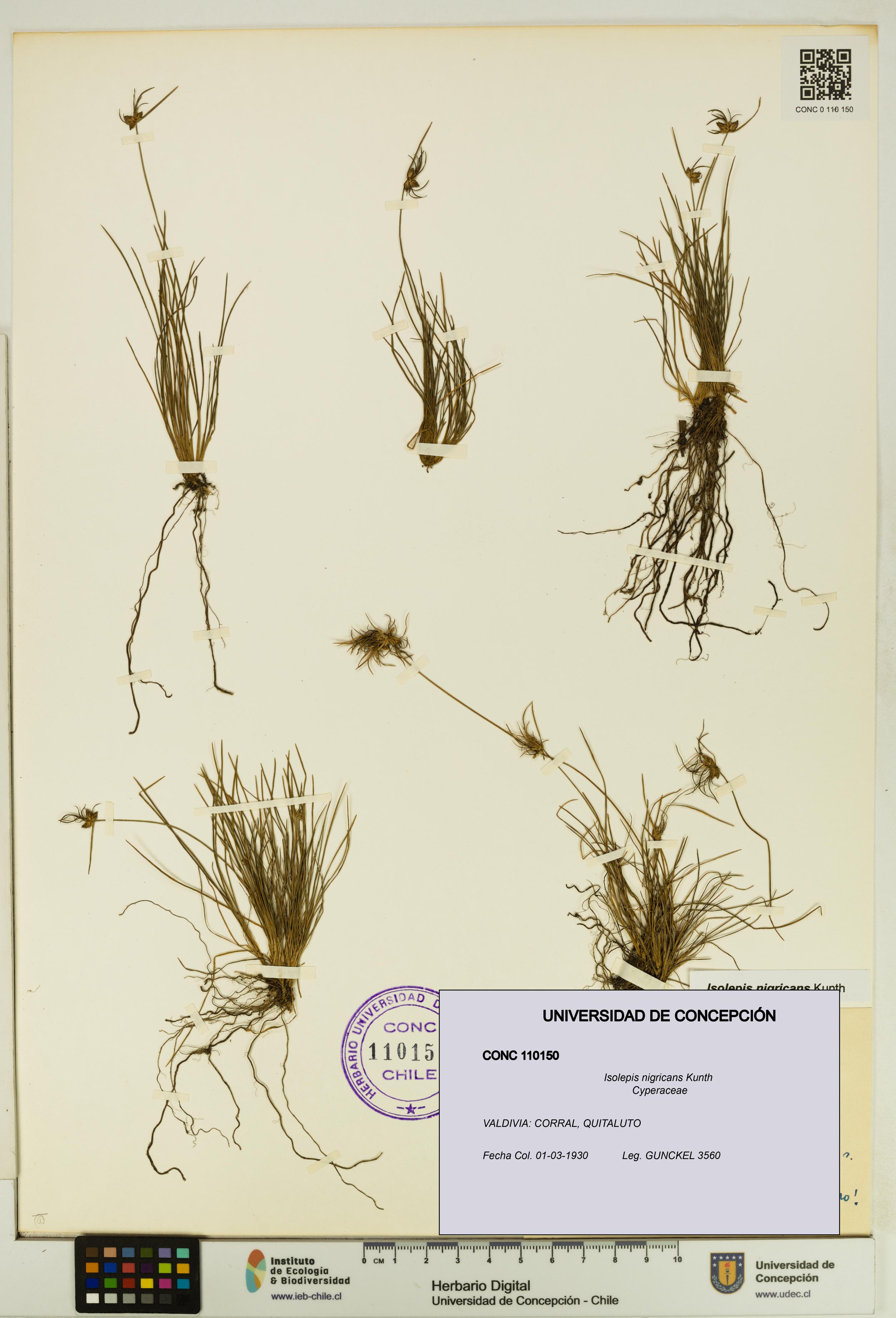 Isolepis nigricans [Espécimen: UDEC:CONC:0110150]