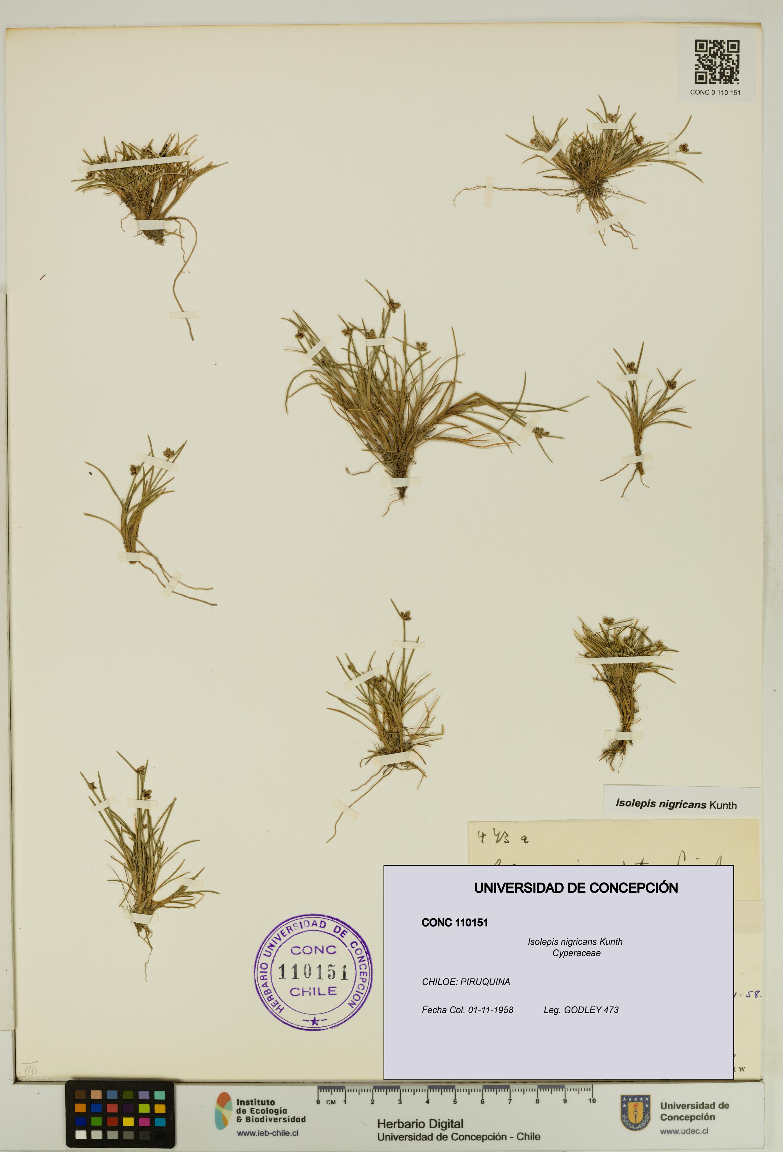 Isolepis nigricans [Espécimen: UDEC:CONC:0110151]
