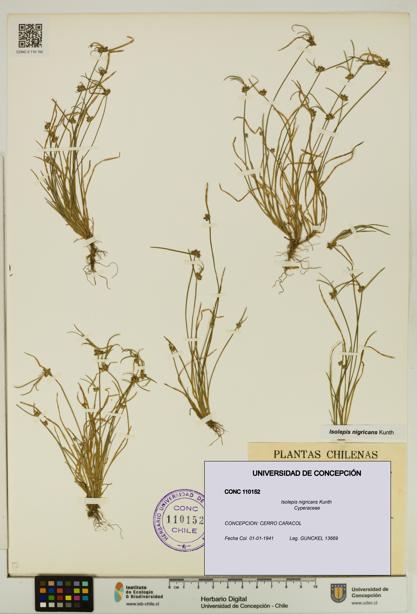 Isolepis nigricans [Espécimen: UDEC:CONC:0110152]