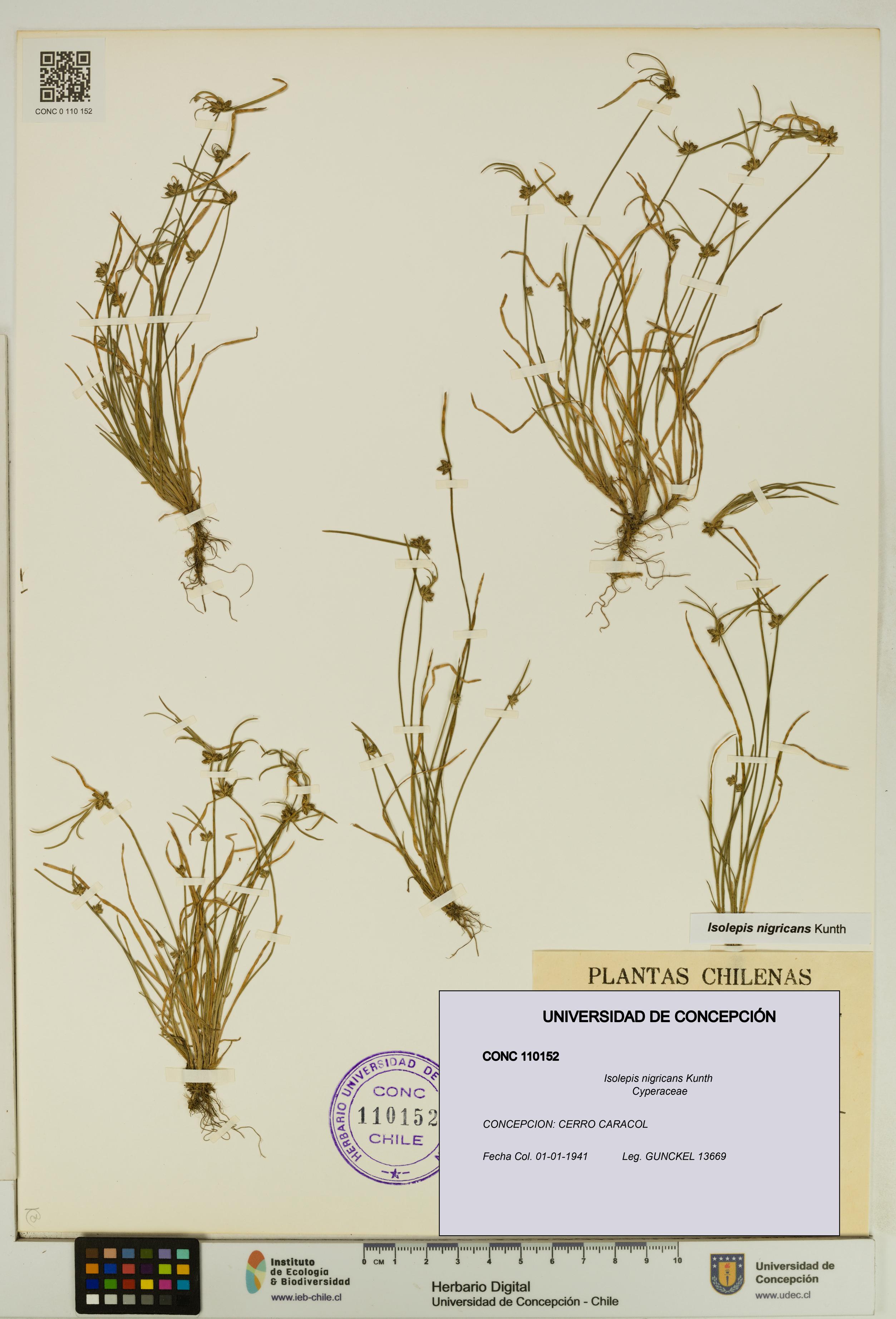 Isolepis nigricans [Espécimen: UDEC:CONC:0110152]