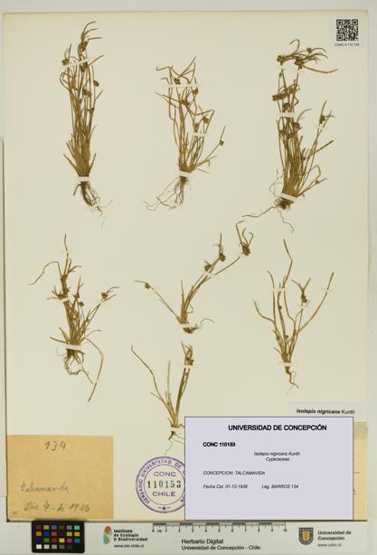 Isolepis nigricans [Espécimen: UDEC:CONC:0110153]