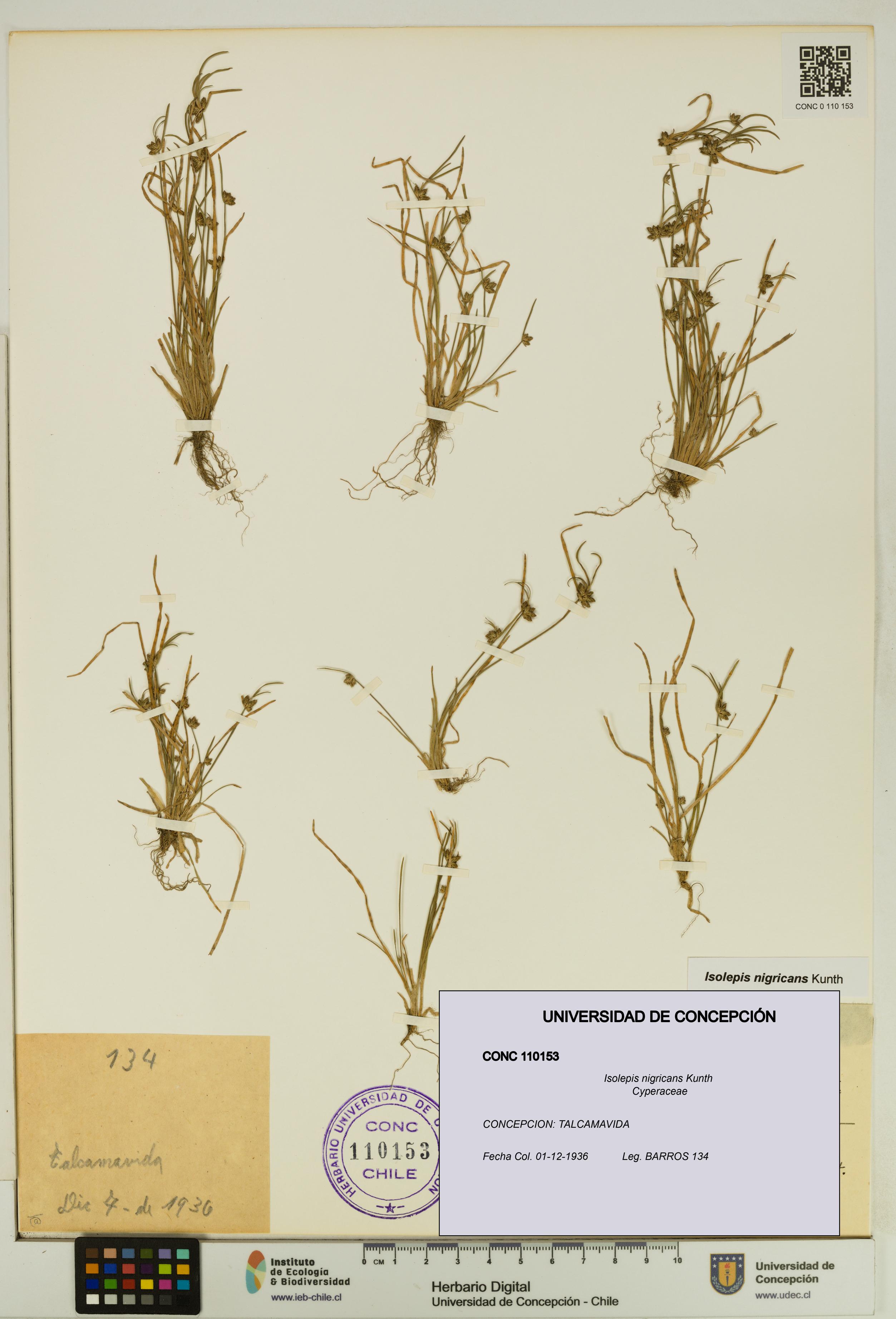 Isolepis nigricans [Espécimen: UDEC:CONC:0110153]