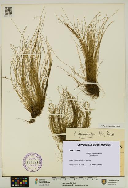 Isolepis nigricans [Espécimen: UDEC:CONC:0110156]