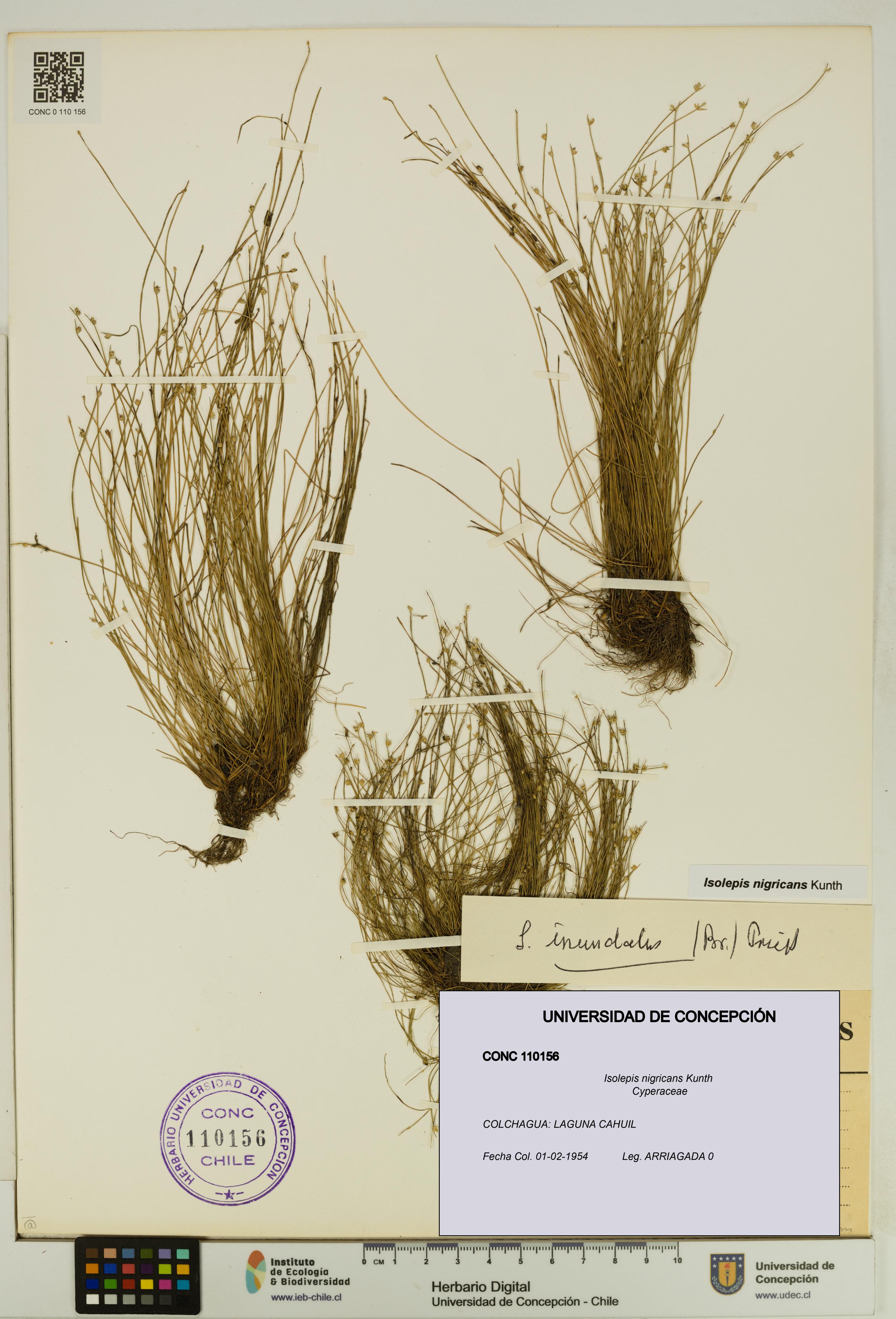 Isolepis nigricans [Espécimen: UDEC:CONC:0110156]