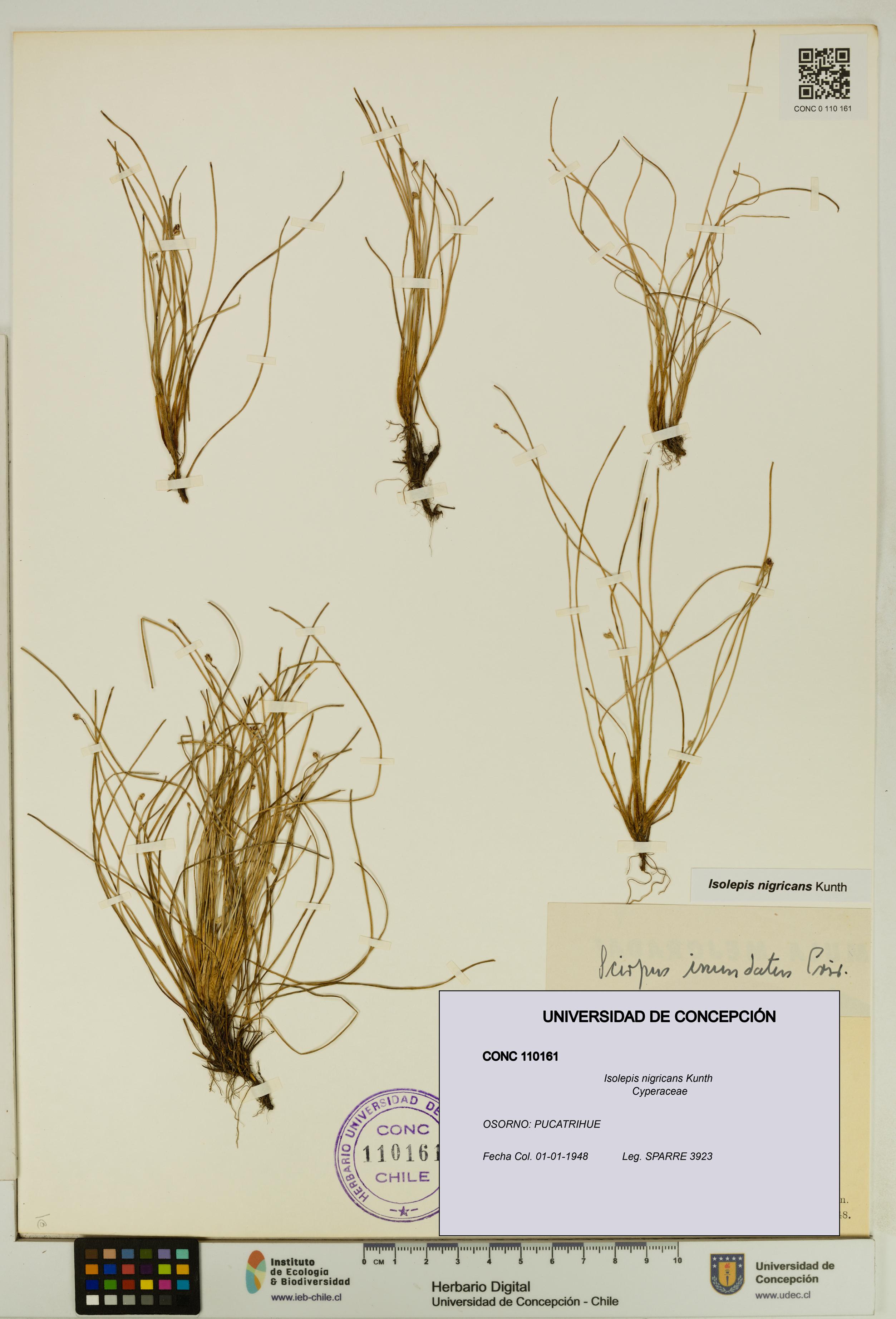 Isolepis nigricans [Espécimen: UDEC:CONC:0110161]