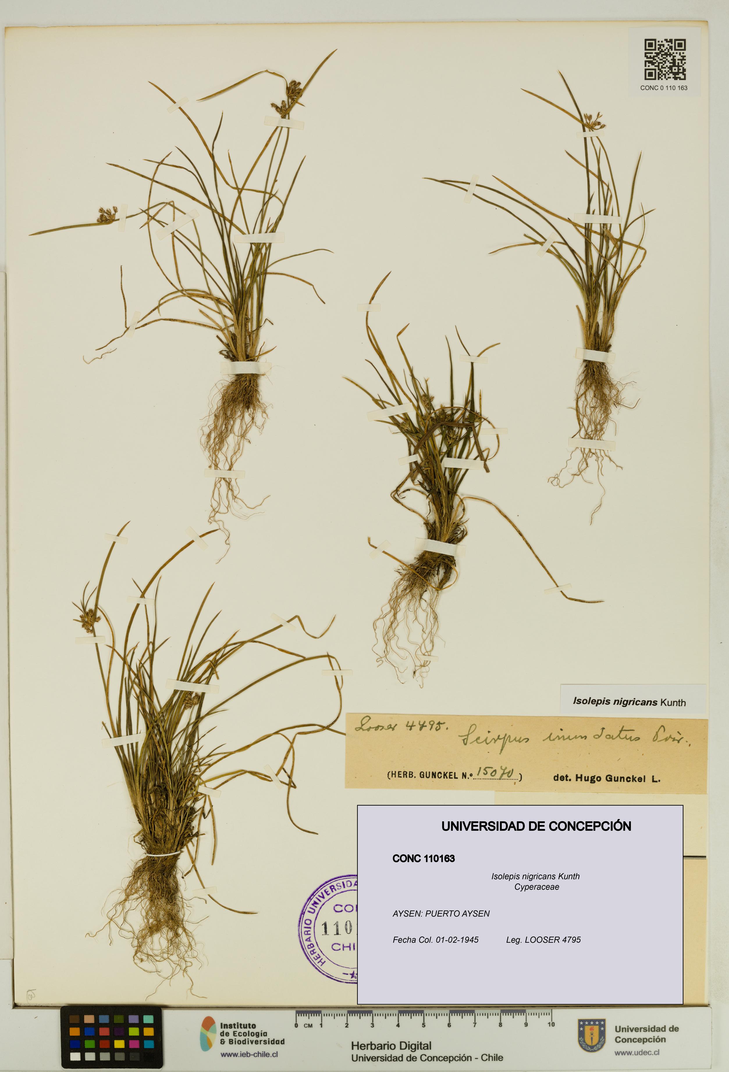 Isolepis nigricans [Espécimen: UDEC:CONC:0110163]