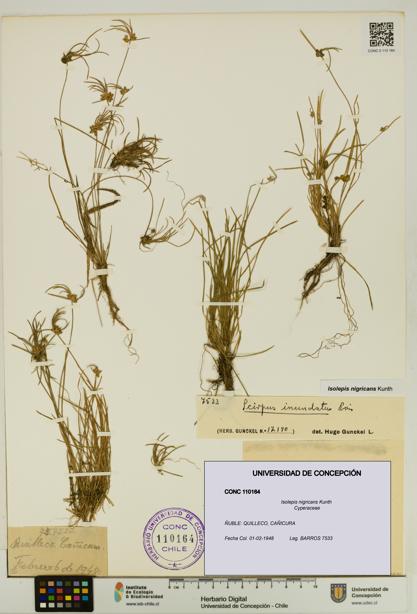 Isolepis nigricans [Espécimen: UDEC:CONC:0110164]