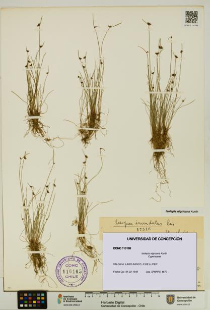 Isolepis nigricans [Espécimen: UDEC:CONC:0110165]