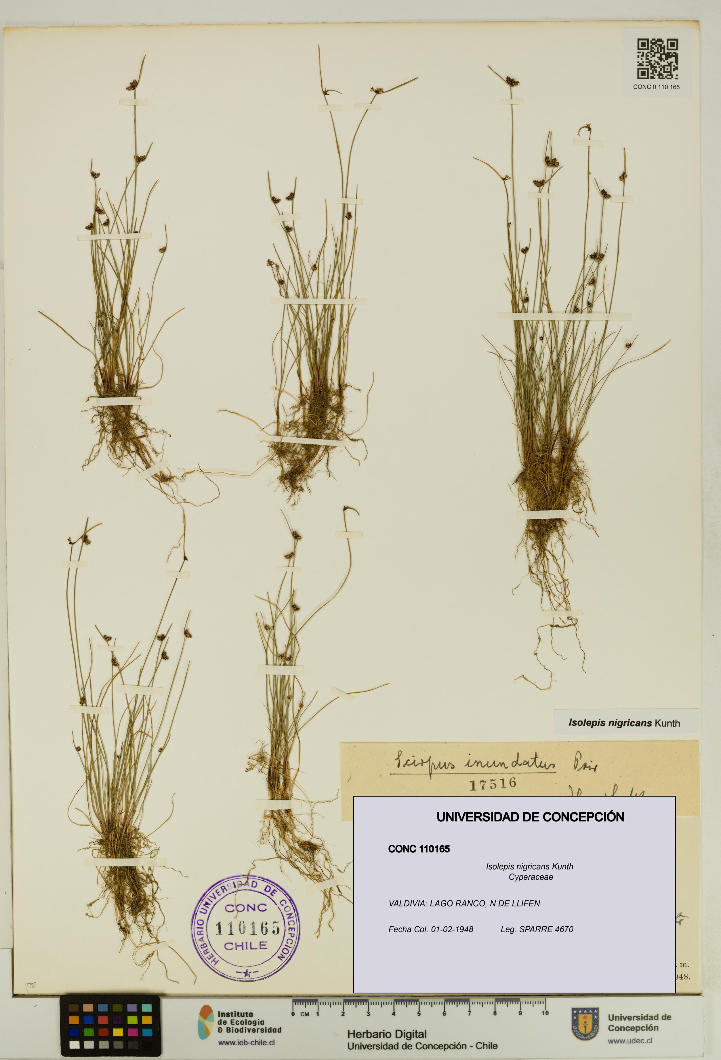 Isolepis nigricans [Espécimen: UDEC:CONC:0110165]