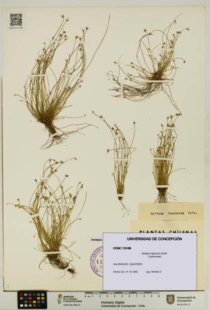 Isolepis nigricans [Espécimen: UDEC:CONC:0110166]