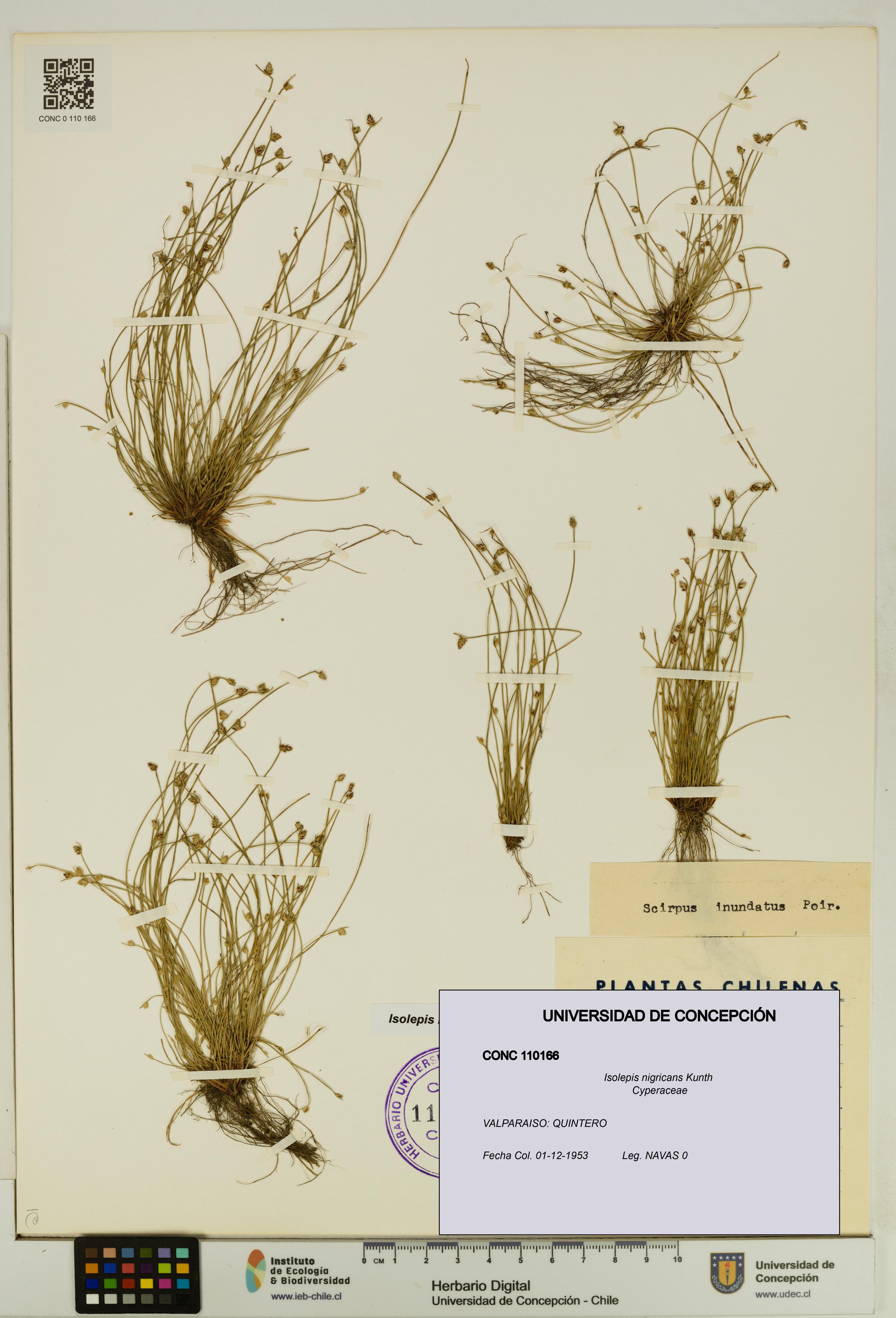 Isolepis nigricans [Espécimen: UDEC:CONC:0110166]