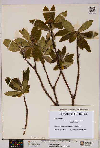 Ovidia andina [Espécimen: UDEC:CONC:0110189]