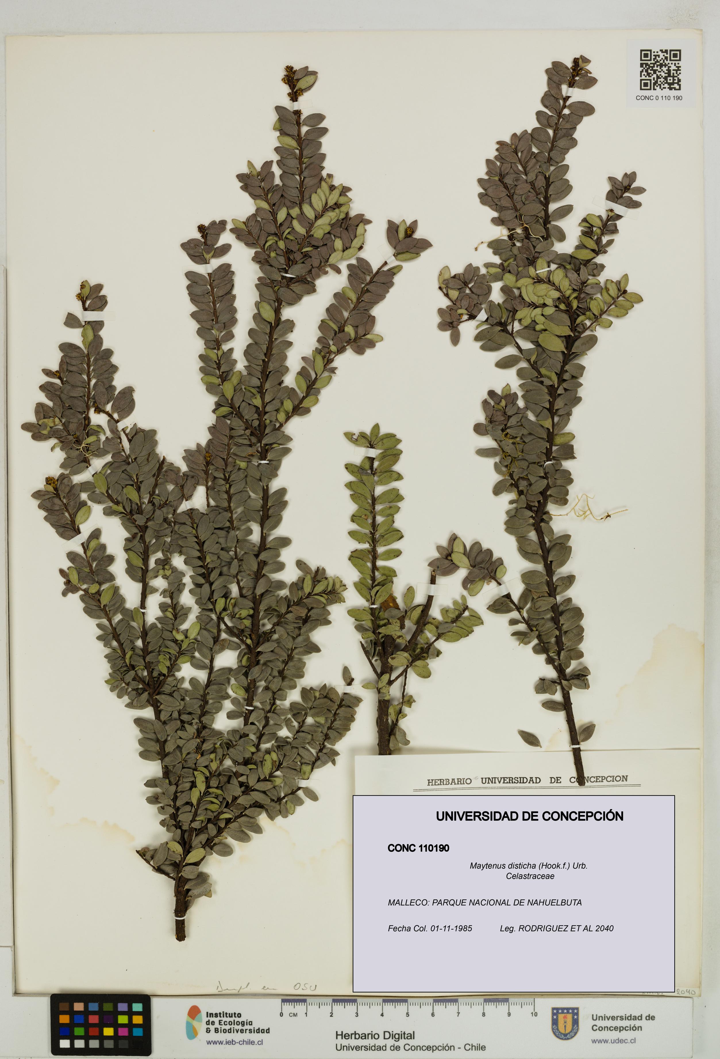 Maytenus disticha [Espécimen: UDEC:CONC:0110190]