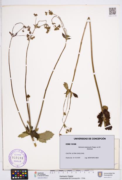 Sanicula crassicaulis [Espécimen: ]
