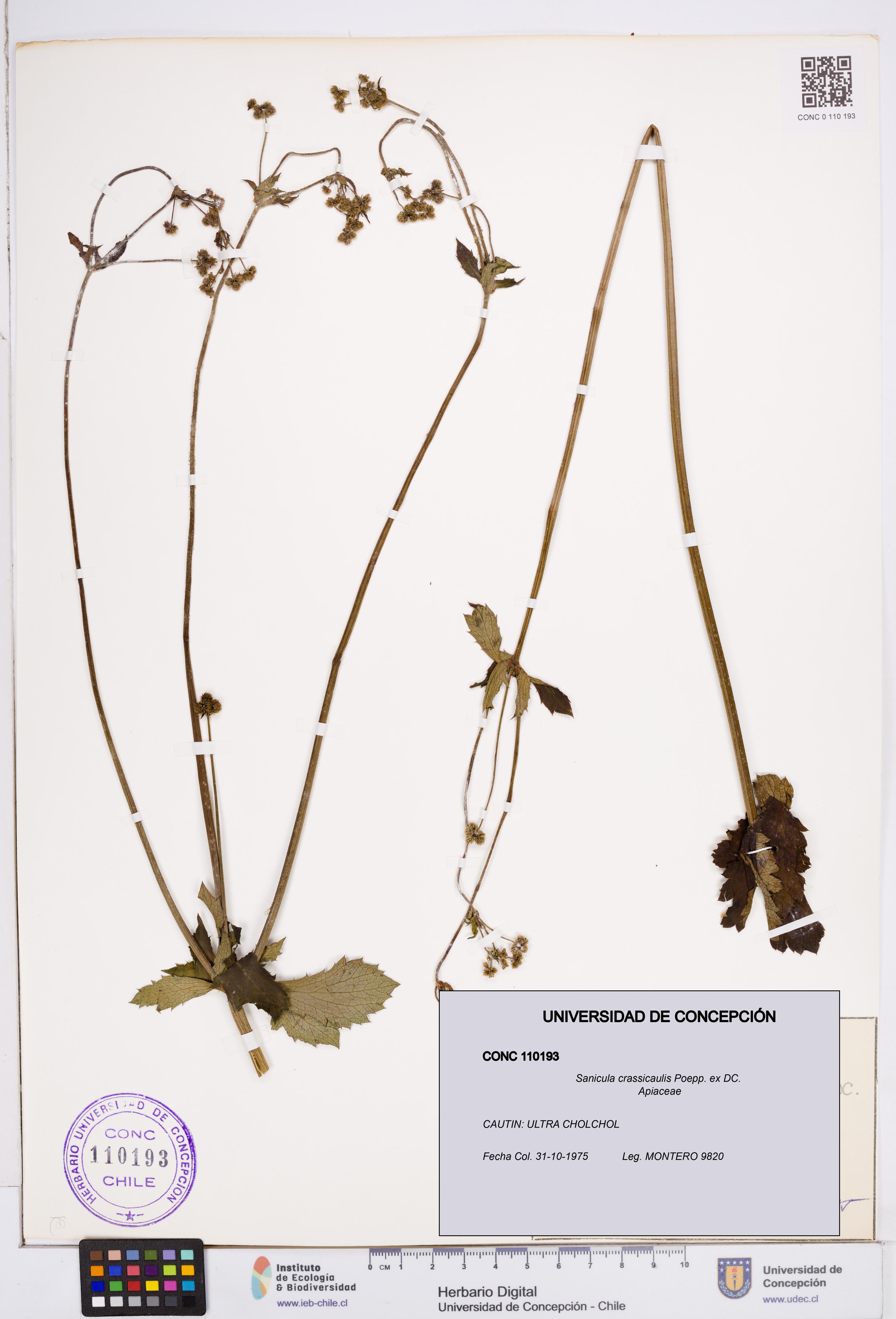 Sanicula crassicaulis [Espécimen: ]