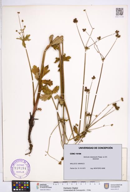 Sanicula crassicaulis [Espécimen: ]