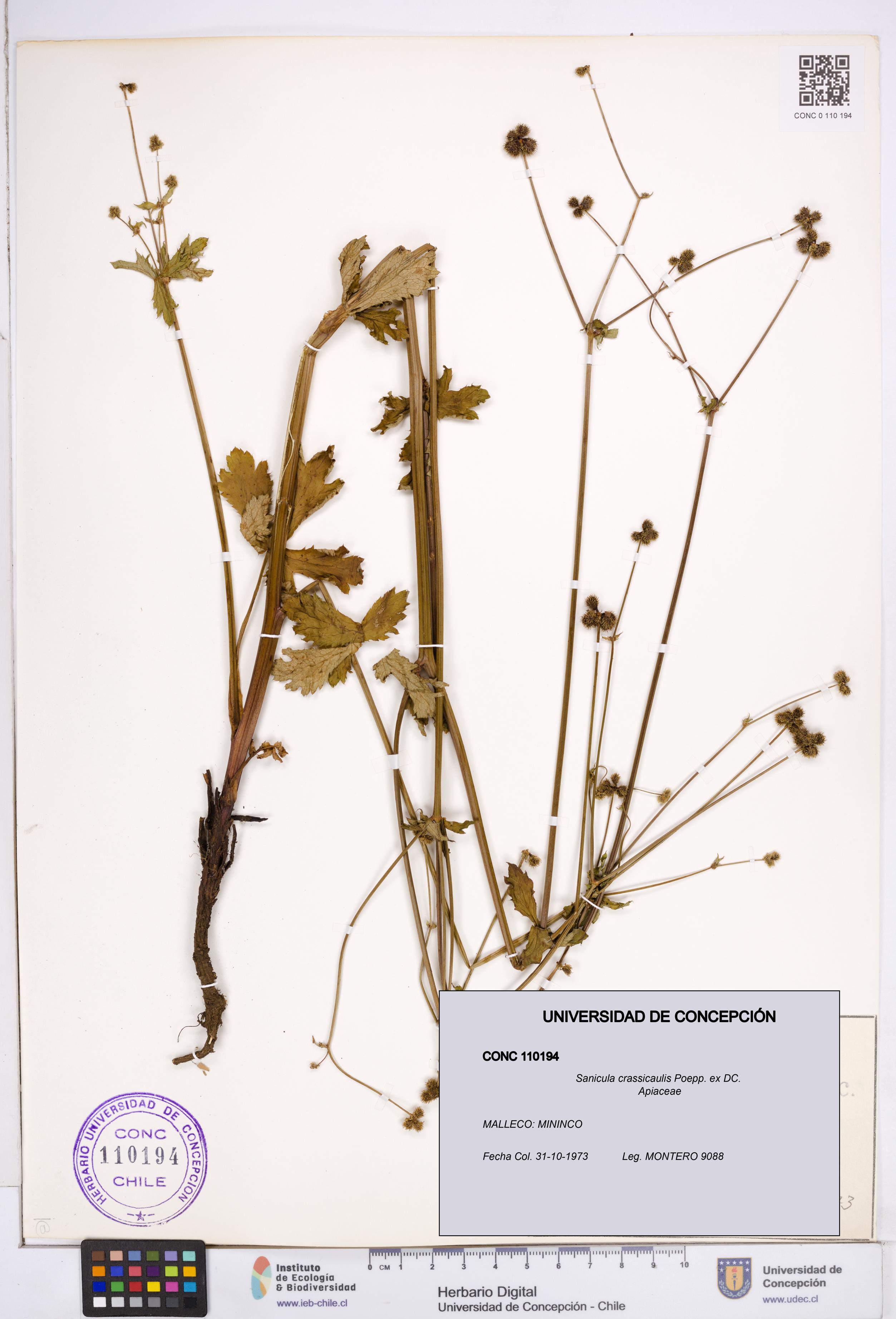 Sanicula crassicaulis [Espécimen: ]
