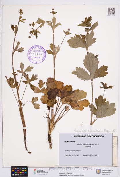 Sanicula crassicaulis [Espécimen: ]