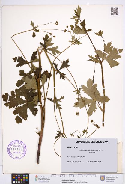Sanicula crassicaulis [Espécimen: ]