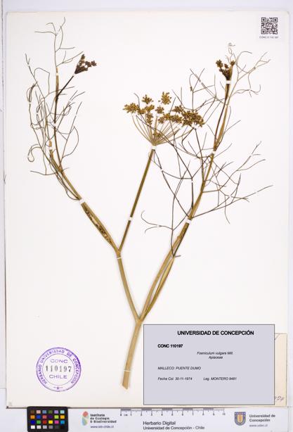 Foeniculum vulgare [Espécimen: ]