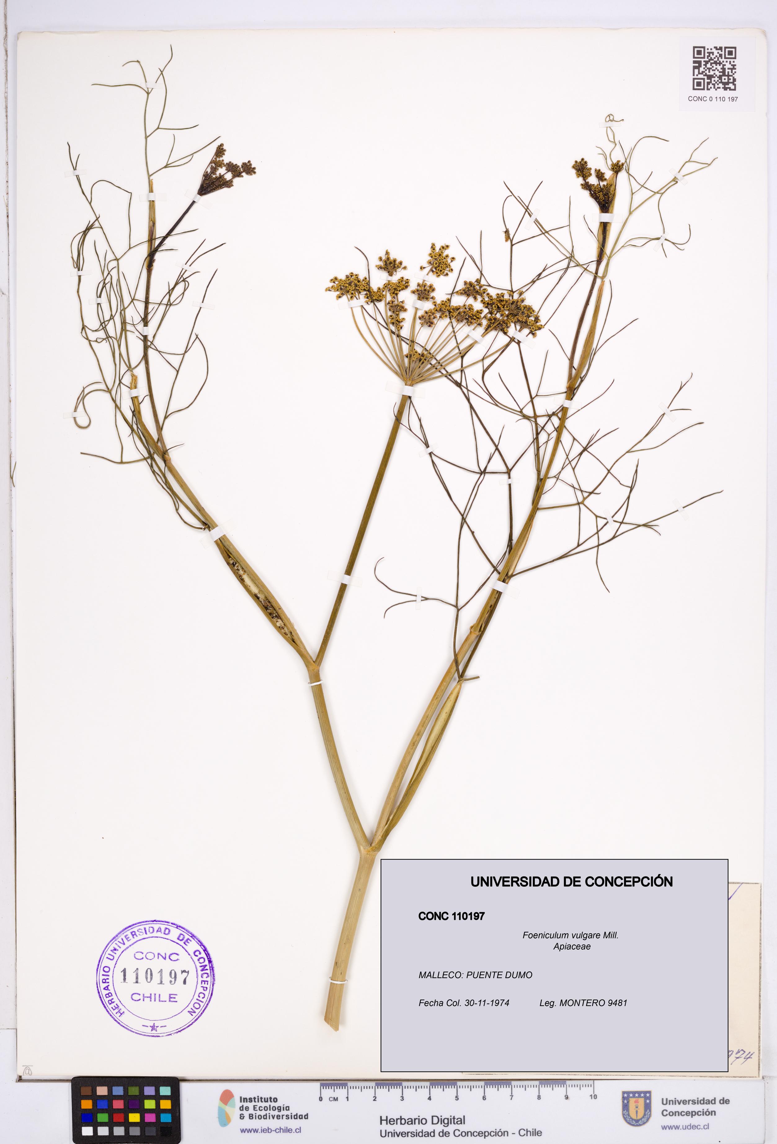 Foeniculum vulgare [Espécimen: ]
