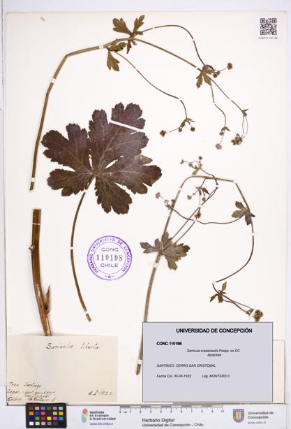 Sanicula crassicaulis [Espécimen: ]