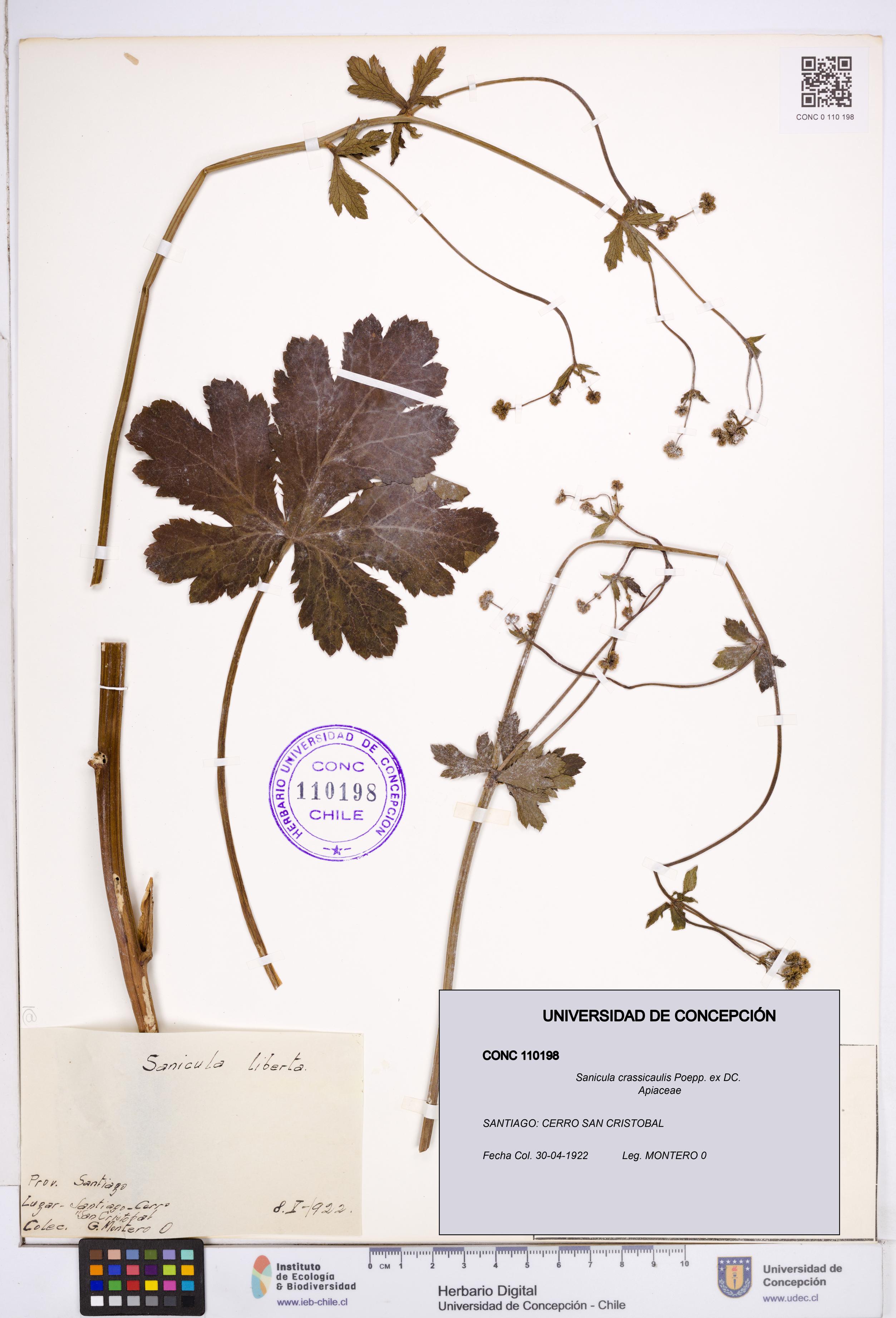 Sanicula crassicaulis [Espécimen: ]