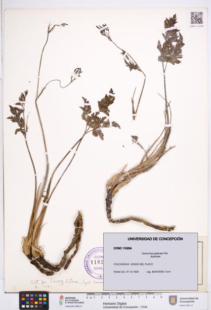Osmorhiza glabrata [Espécimen: ]