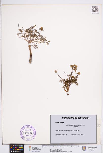 Sanicula graveolens [Espécimen: ]