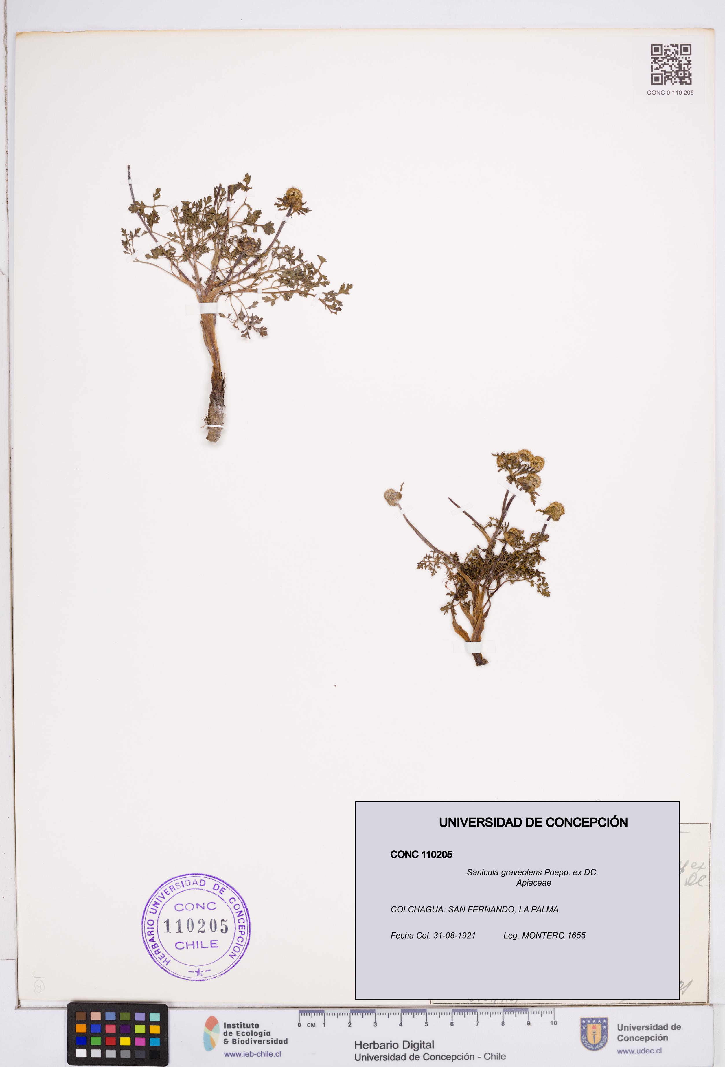 Sanicula graveolens [Espécimen: ]