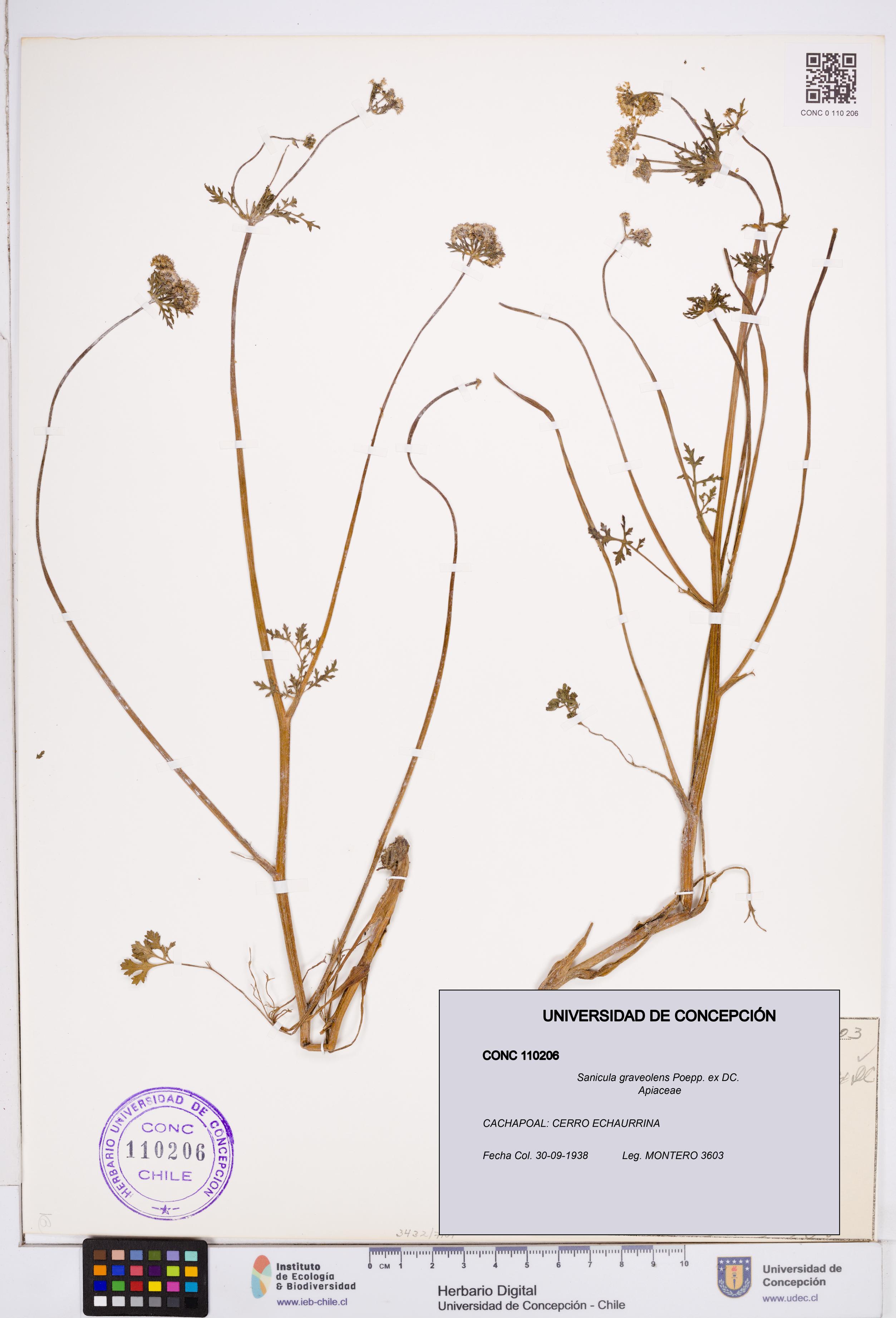 Sanicula graveolens [Espécimen: ]