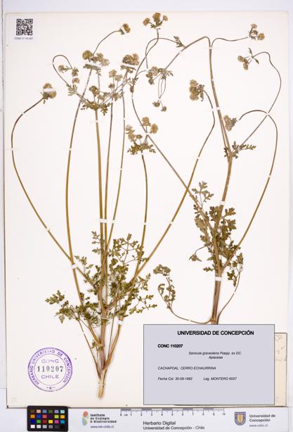 Sanicula graveolens [Espécimen: ]