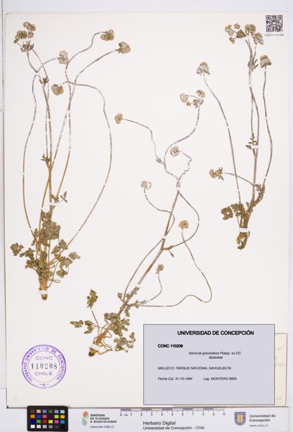 Sanicula graveolens [Espécimen: ]