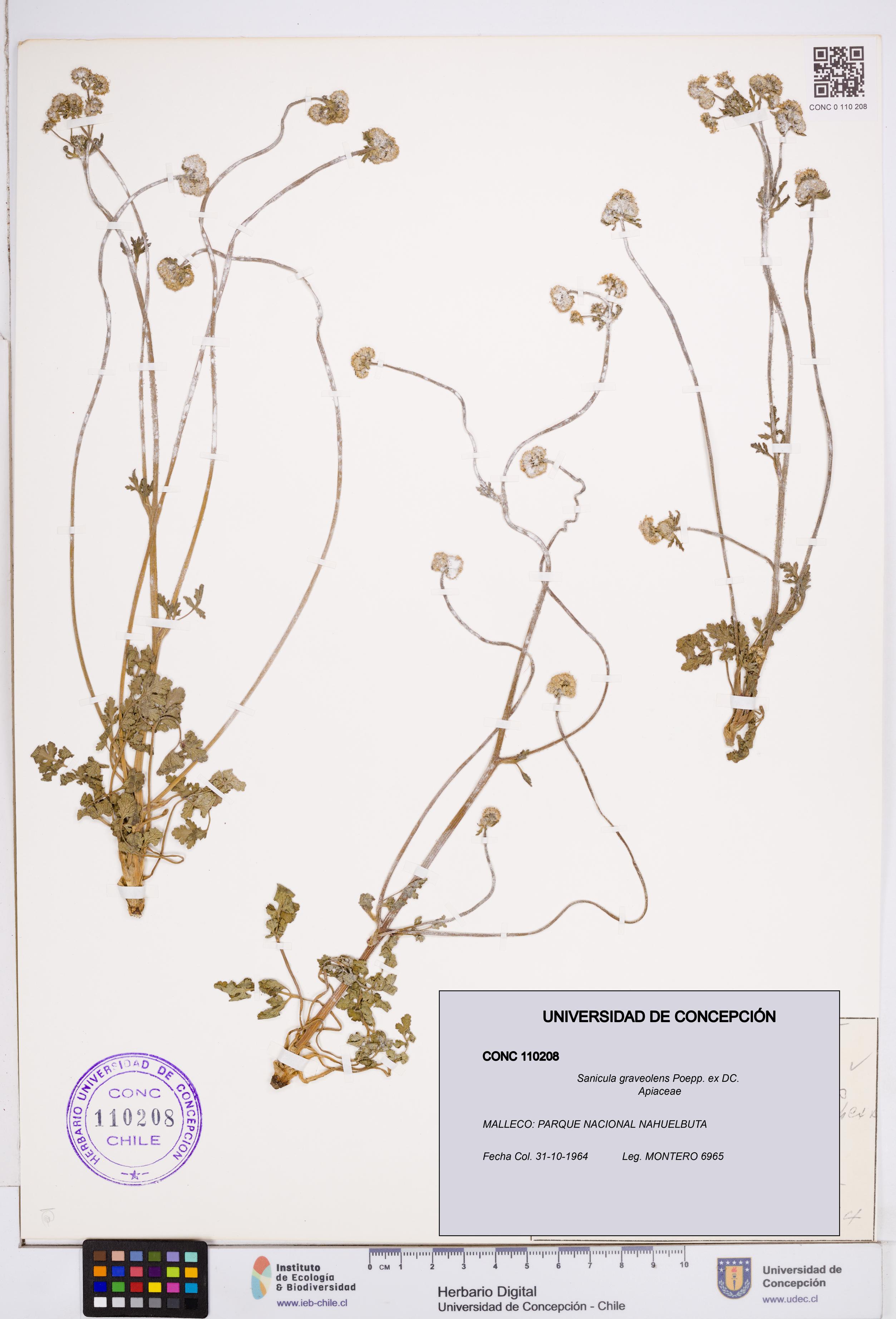 Sanicula graveolens [Espécimen: ]