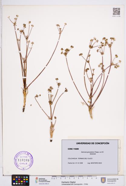 Sanicula graveolens [Espécimen: ]